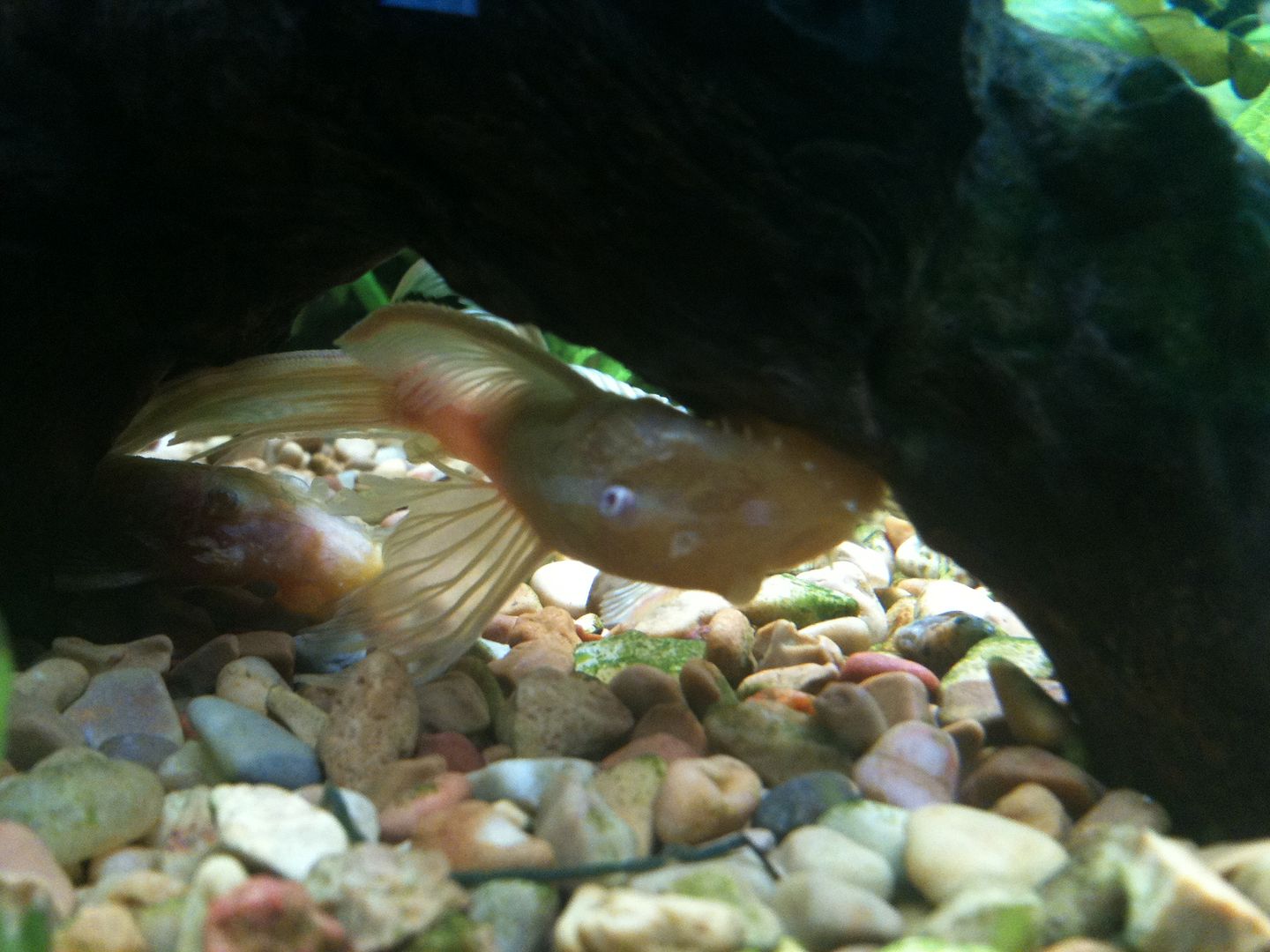 Albino Longfinned Bristlenose Pleco losing his long fins Aquarium Forum